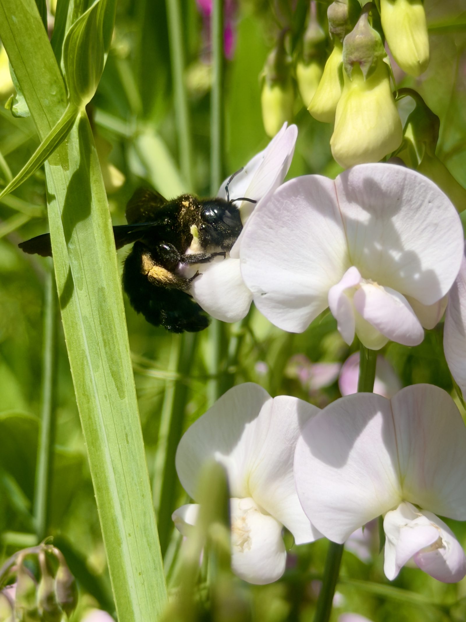 Blüten im Garten